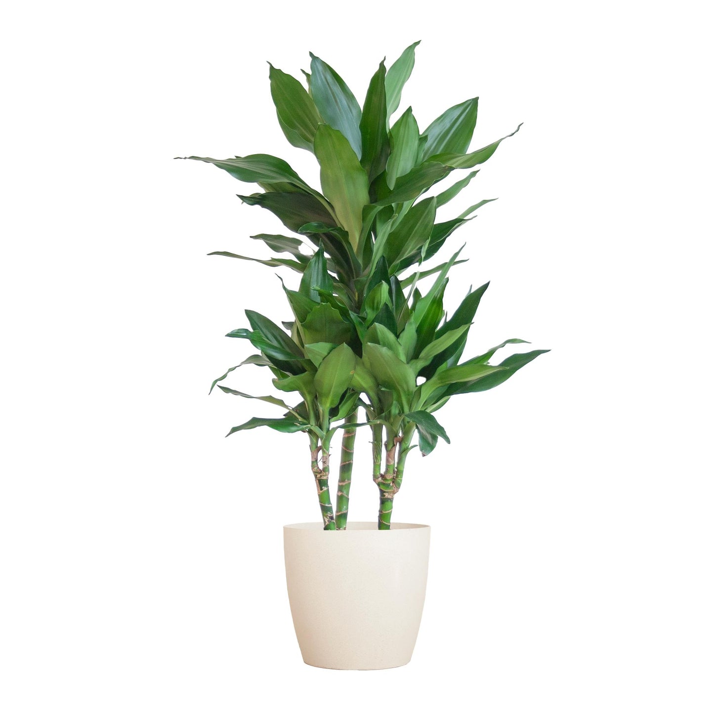 Dracaena  Janet Lindt mit Viber Weiß - 95cm - Ø21