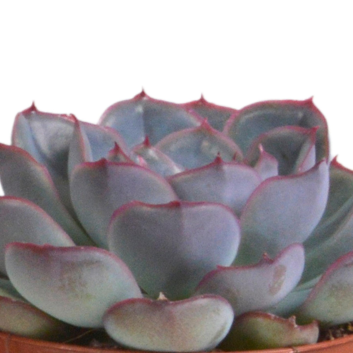 Echeveria-Mischung 8,5 cm - 3x - in Terracotta Topf