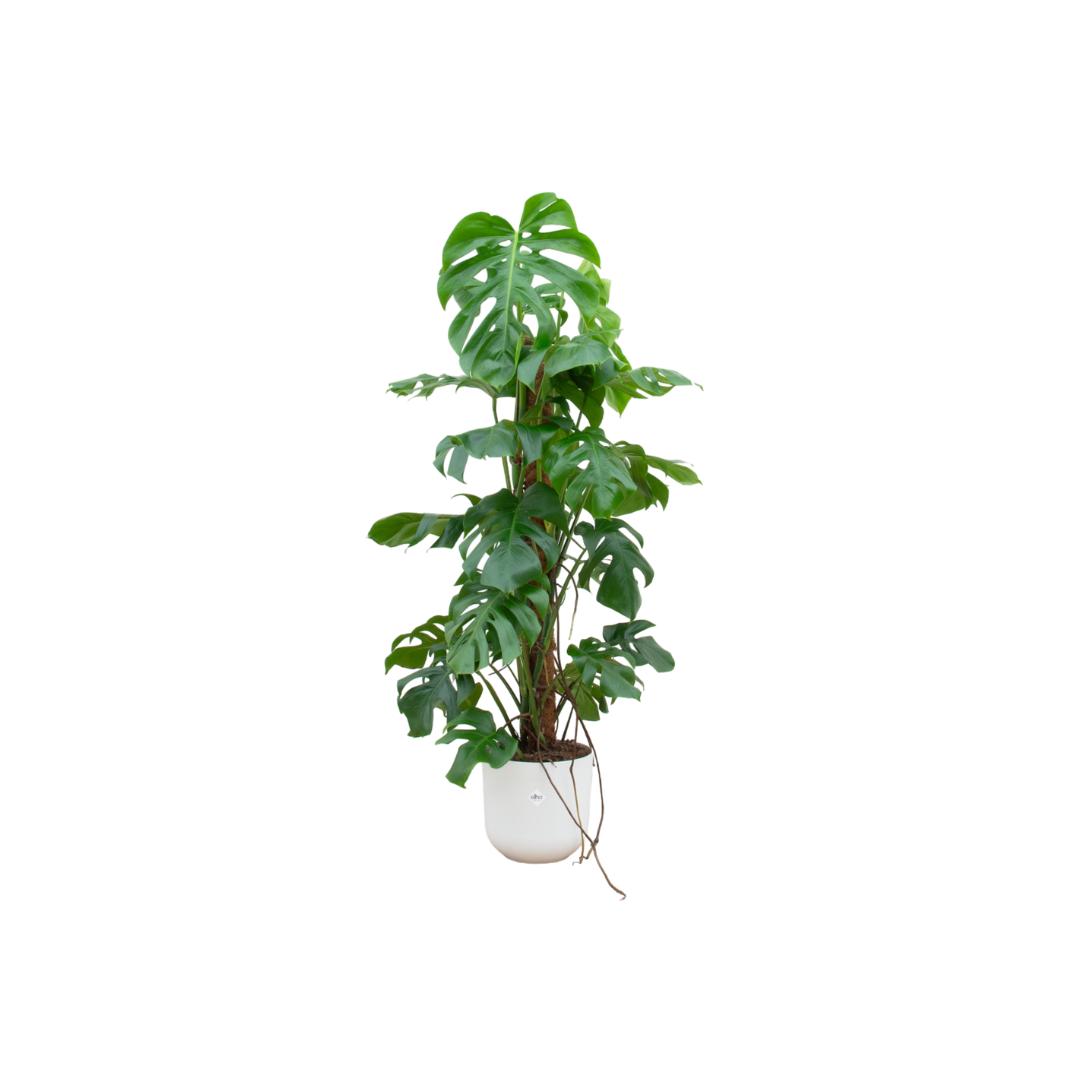 Combi deal - Monstera Pertusum XL inklusive Übertopf Ø26 - 120 cm