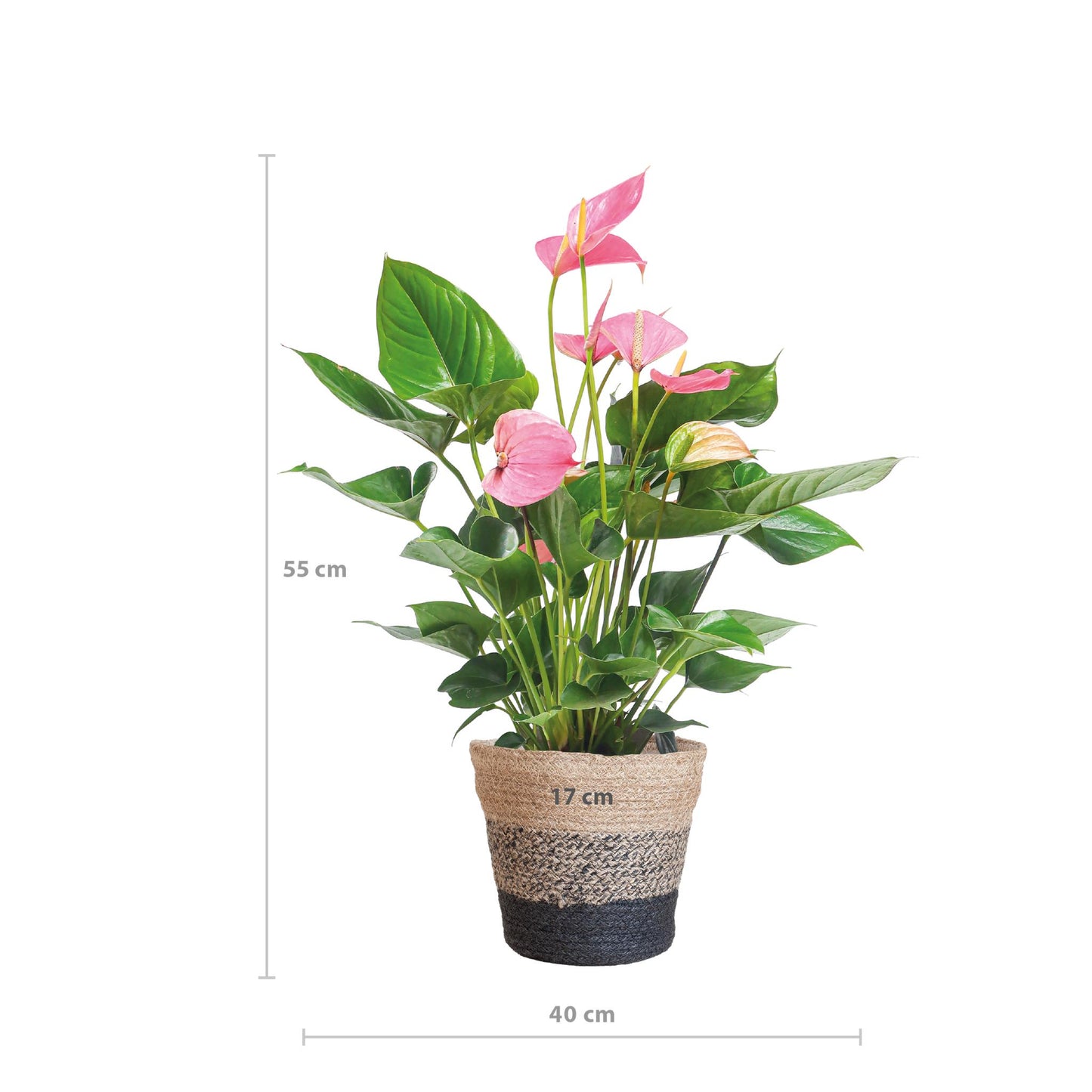 Anthurium Pink Explosion - 55cm Höhe, Ø17cm Topf