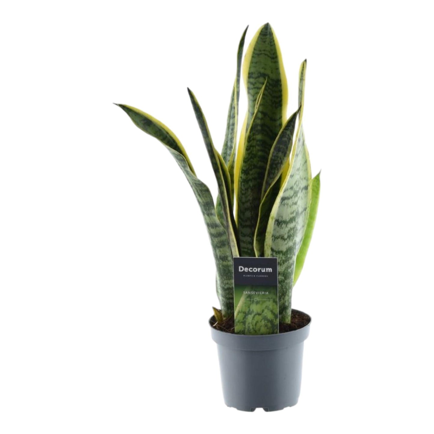 Sansevieria Laurentii - 45 cm - ø12 cm