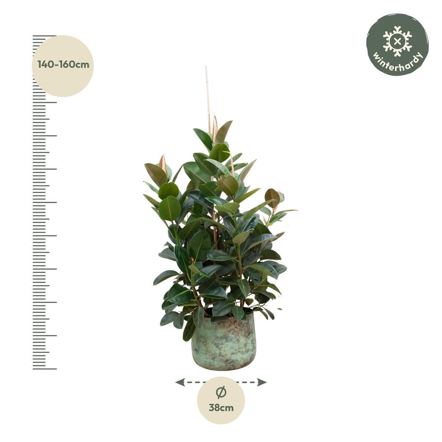 Ficus Robusta vertakt - 150 cm - ø38