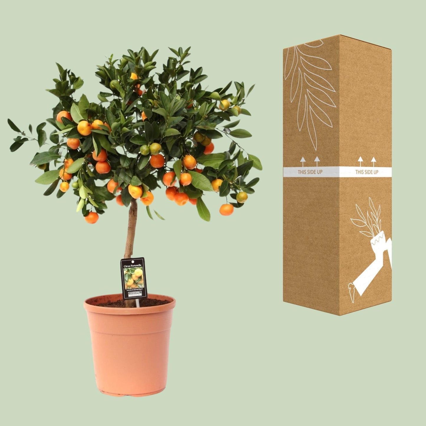 Citrus Calamondin - Ø22 cm - ↕80 cm | Exotischer Zitrusbaum für Tropisches Flair