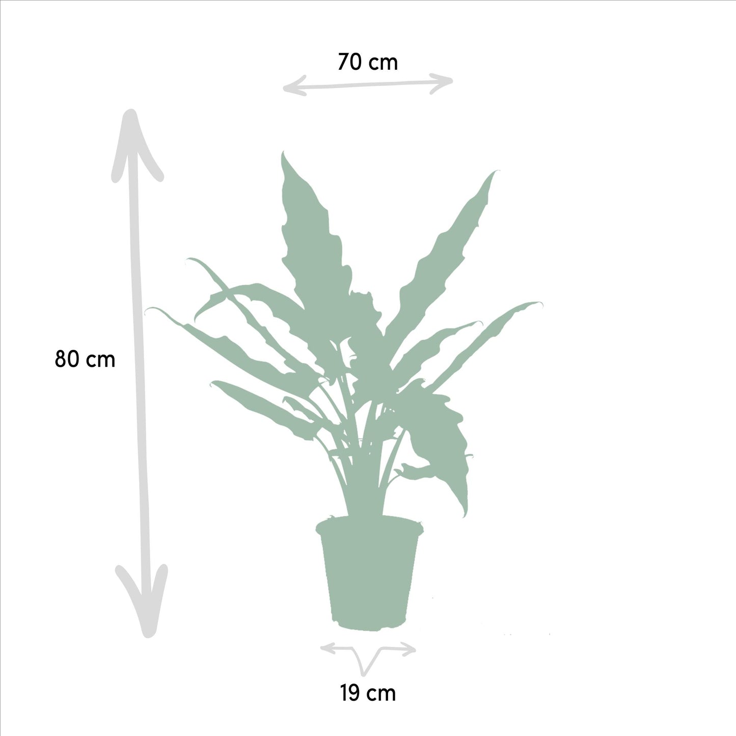 Alocasia Zebrina - Ø19cm - ↕75cm + Alocasia Cucullata - Ø19cm - ↕60cm + Alocasia Lauterbachiana - Ø19cm - ↕75cm