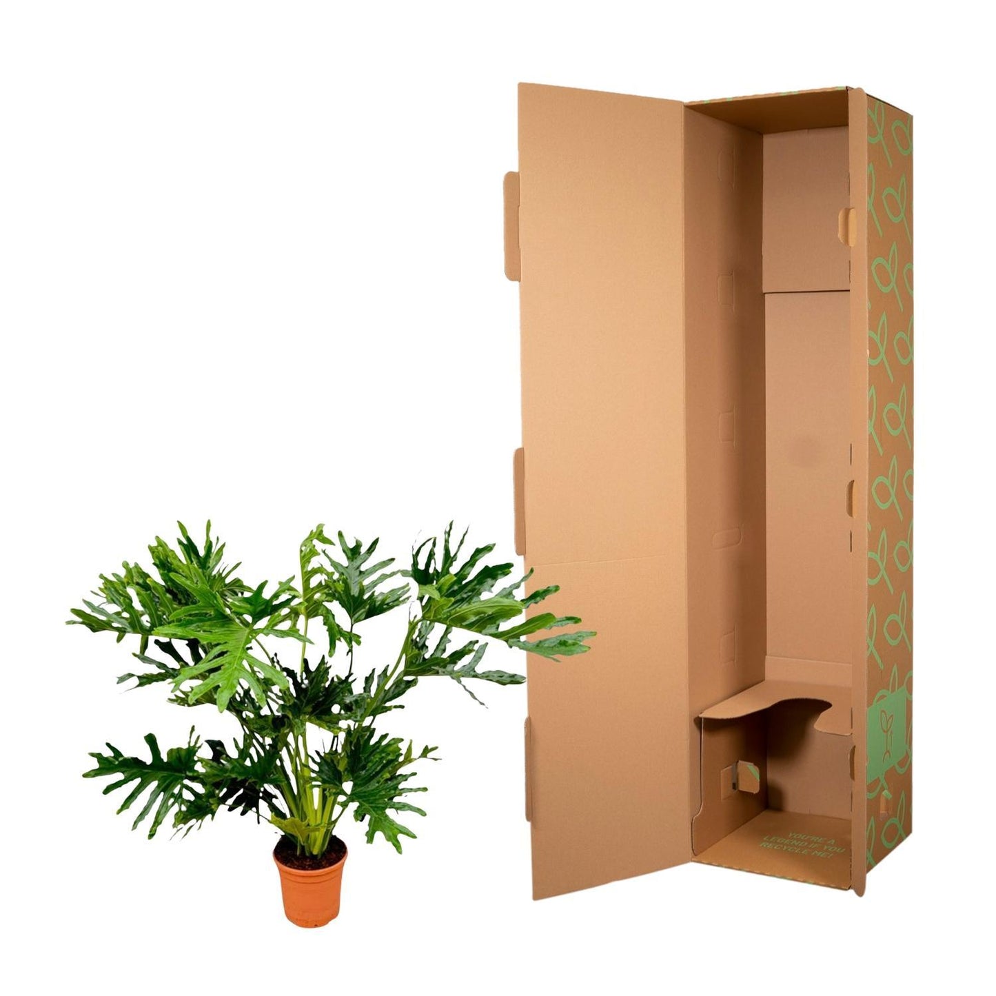 Philodendron Selloum - 150 cm - Ø30