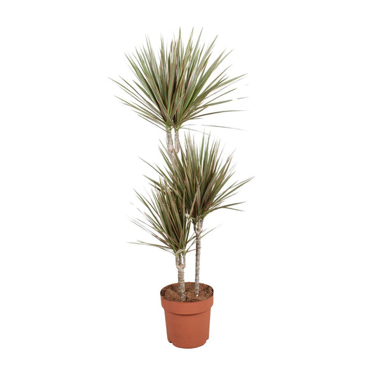 Dracaena Bicolor - Ø21cm - ↕120cm