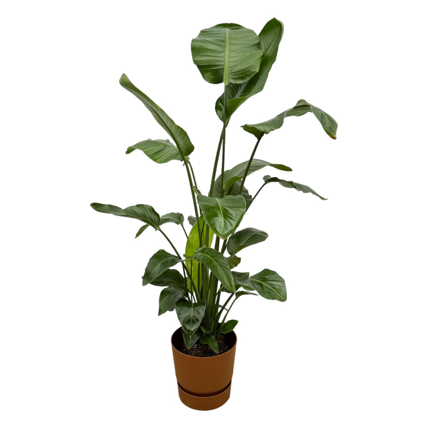 Strelitzia Nicolai inclusief elho Greenville Round bruin - 160cm - Ø30