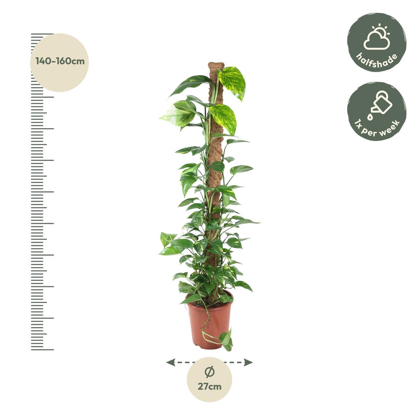 Epipremnum Pinnatum - 150 cm - ø27