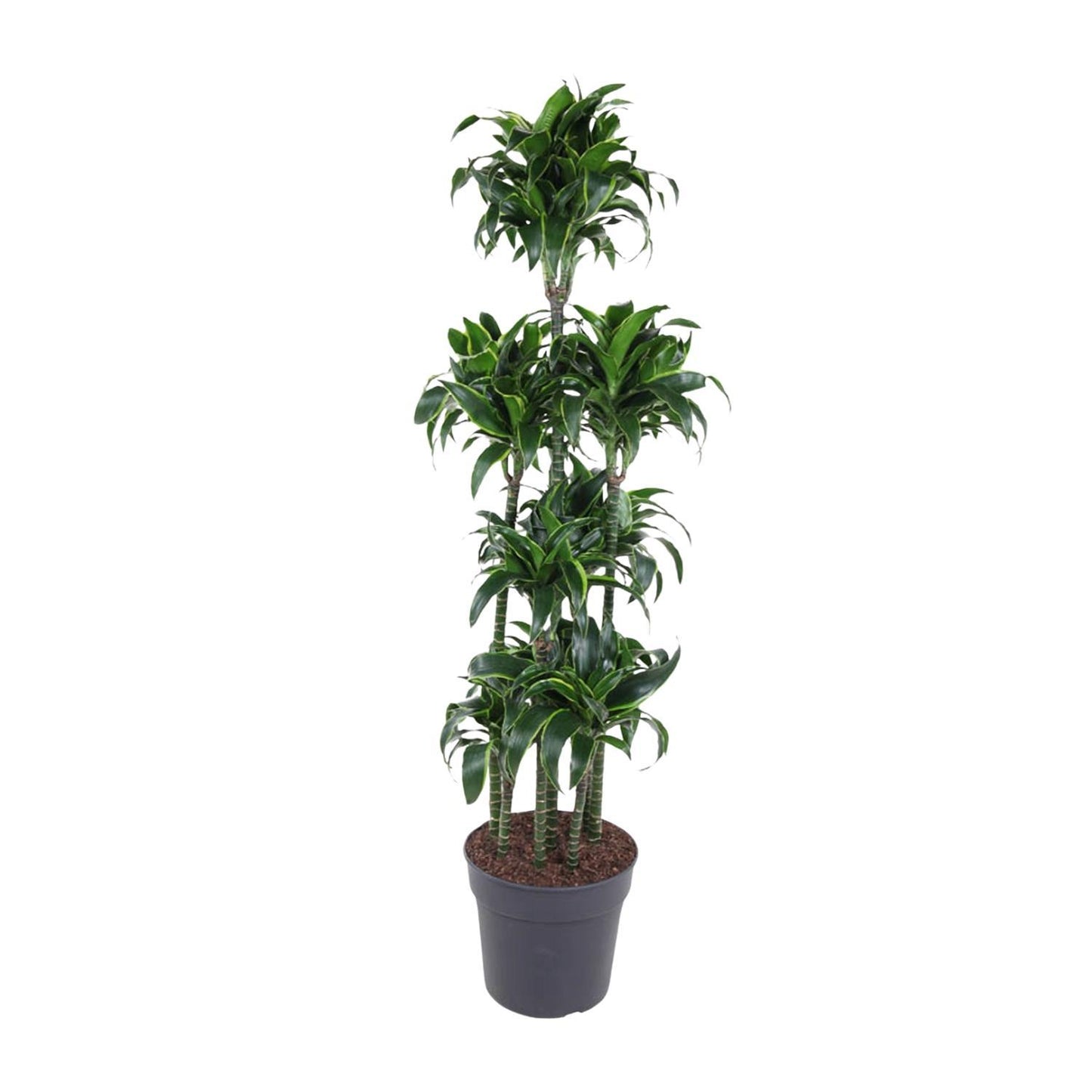 Dracaena Dorado Carrousel - 170 cm - ø34