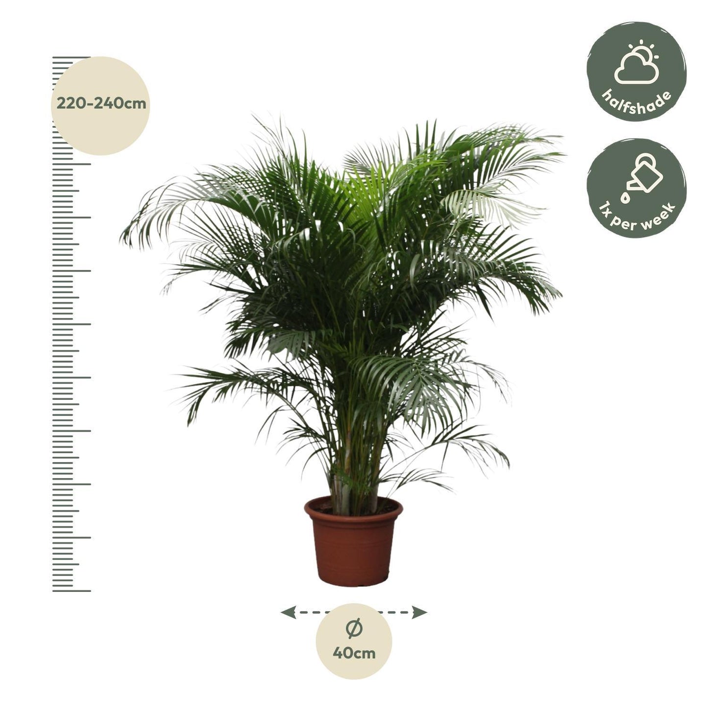 Dypsis Lutescens (Areca Palm) - 230 cm - ø40