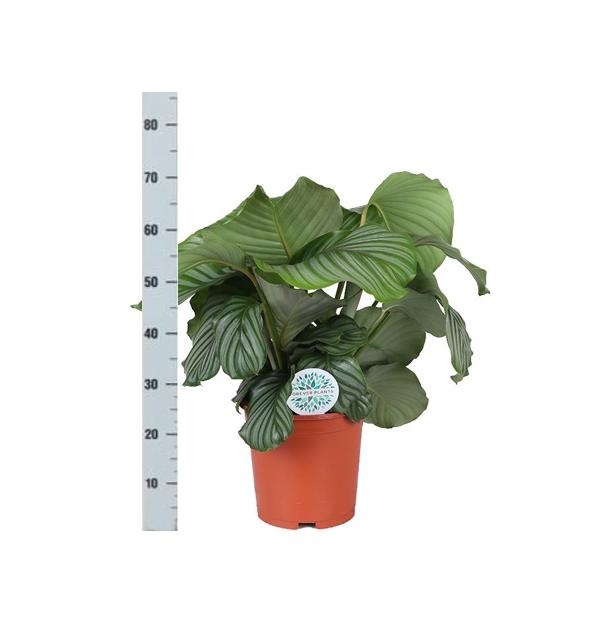 Calathea Orbifolia Ø21 cm - ↕70 cm in Albury BLACK Print Mand | Stilvolle Zimmerpflanze mit Exotischem Blattmuster