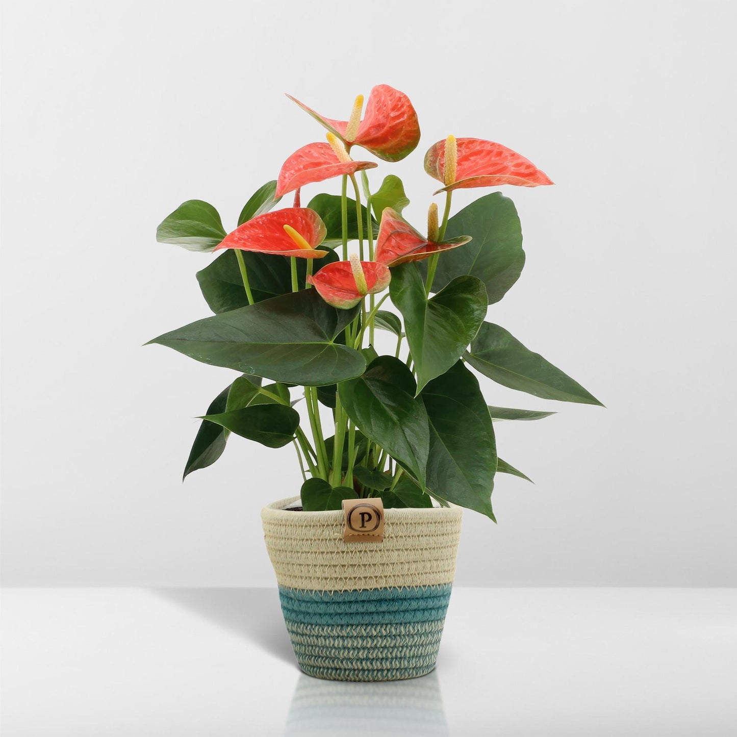 Anthurium Andreanum Orangener Prinz inkl. PURE Korb - 45cm - Ø12