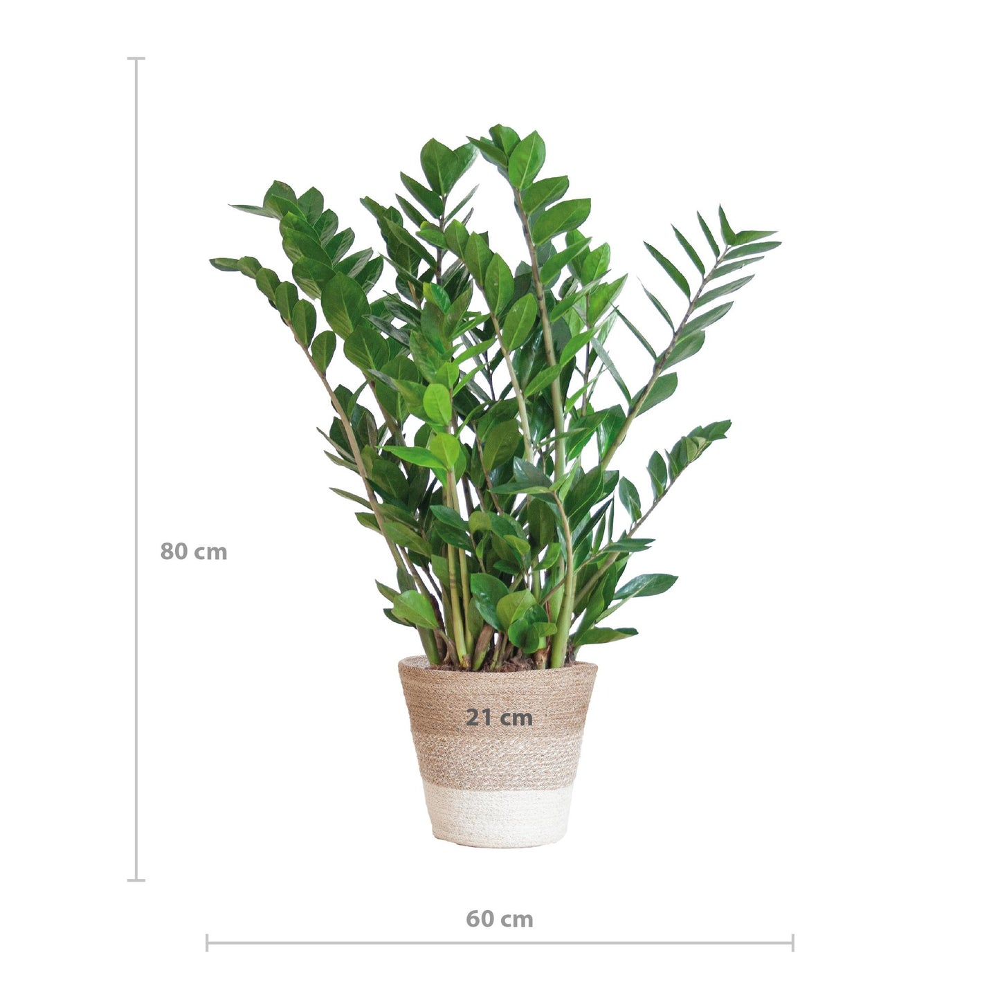 Zamioculcas Zamiifolia mit Pflanzkorb Lissabon weiß  - 80cm - Ø21 Premium Glücksfeder