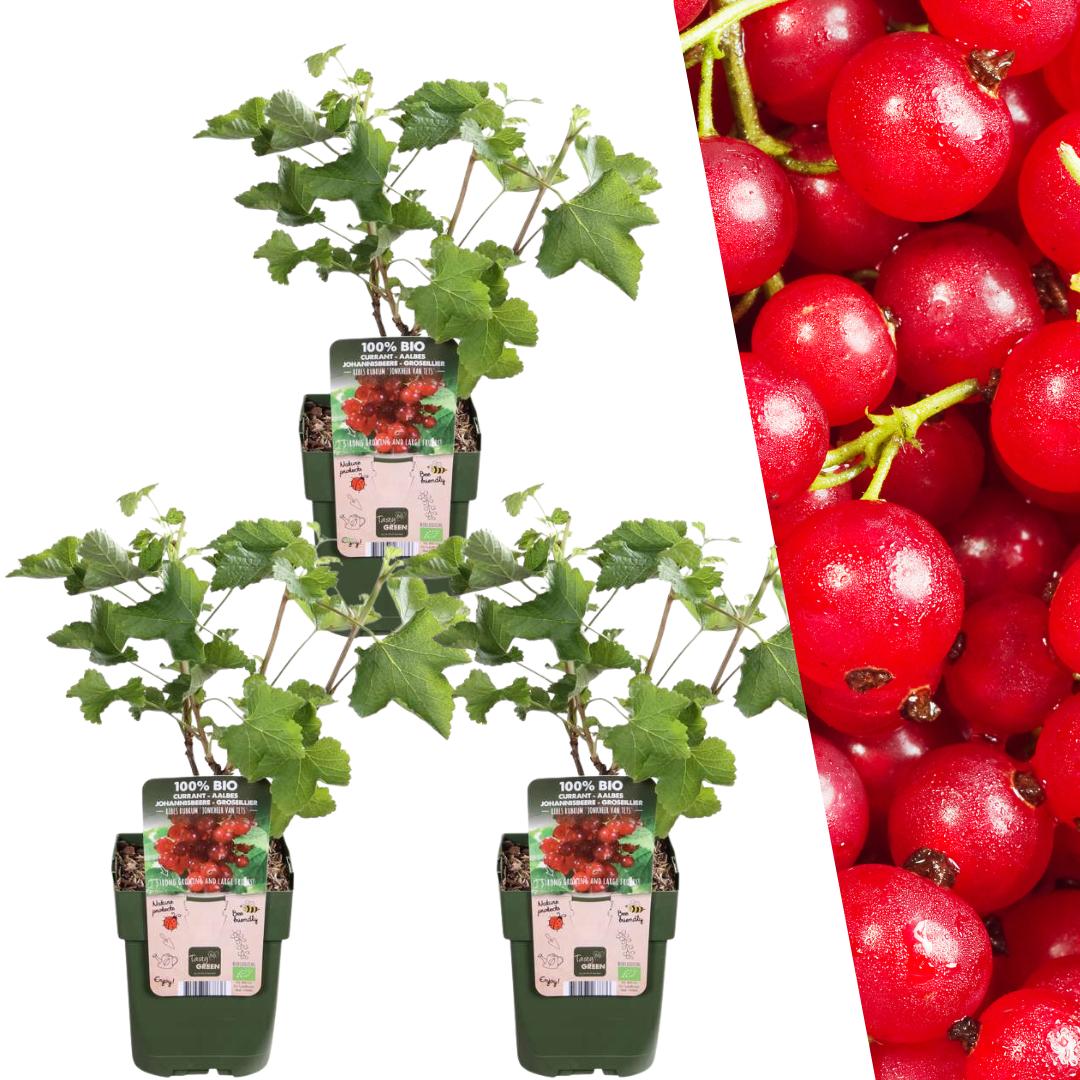 Bio-Stachelbeerpflanzen - Ø 13 cm - ↨ 20 cm (3x)