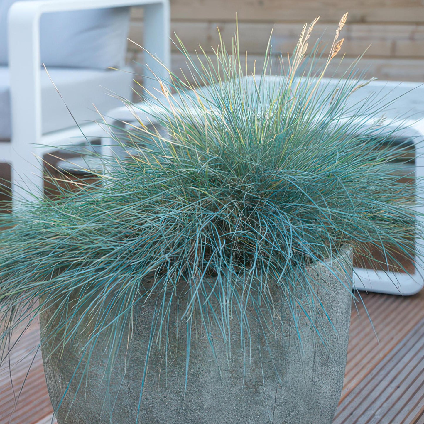 Festuca glauca 'Elijah Bleu' - ↕10-25cm - Ø9cm  - 40x