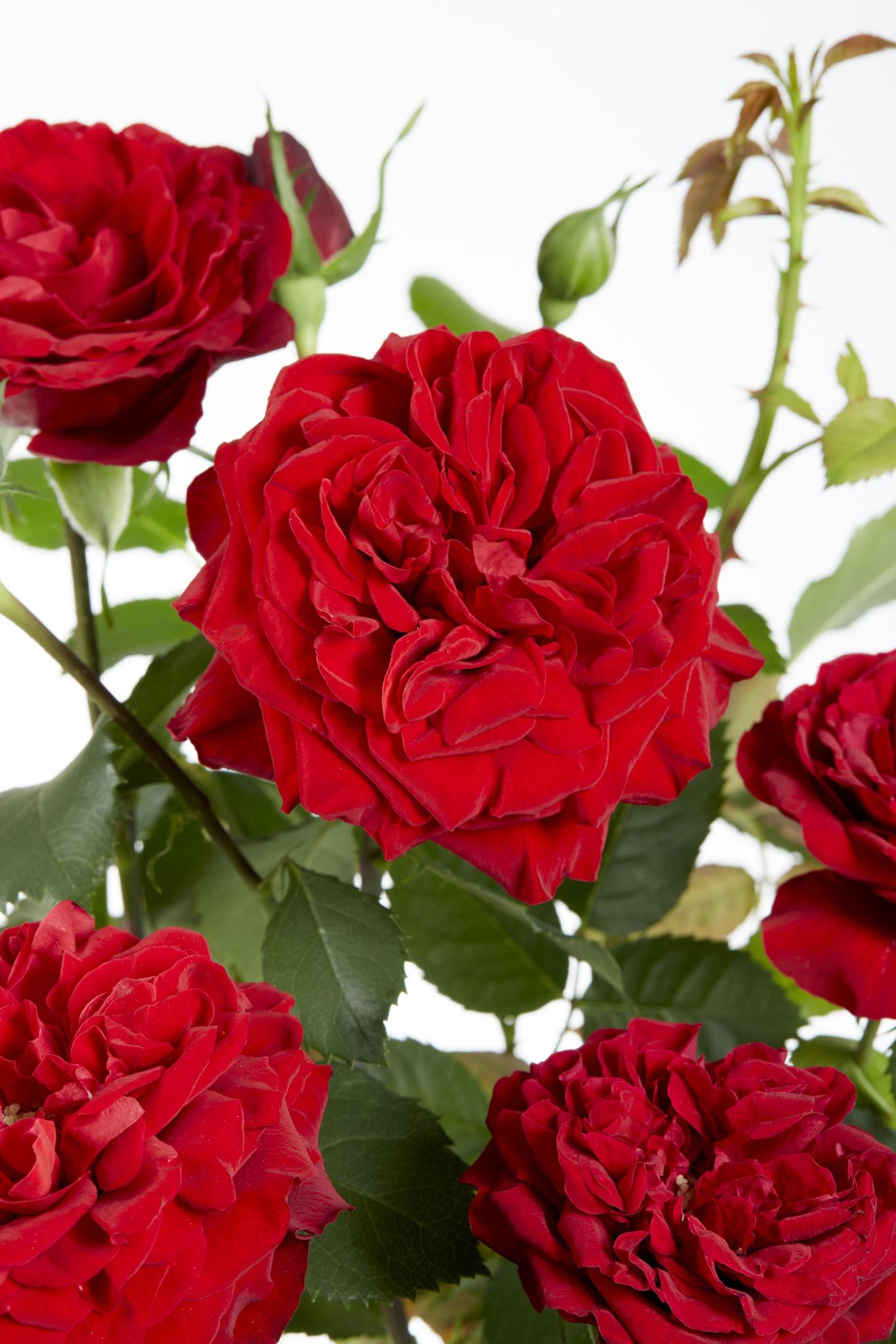 Rosa Crazy in love 'Red' - Rote Rose