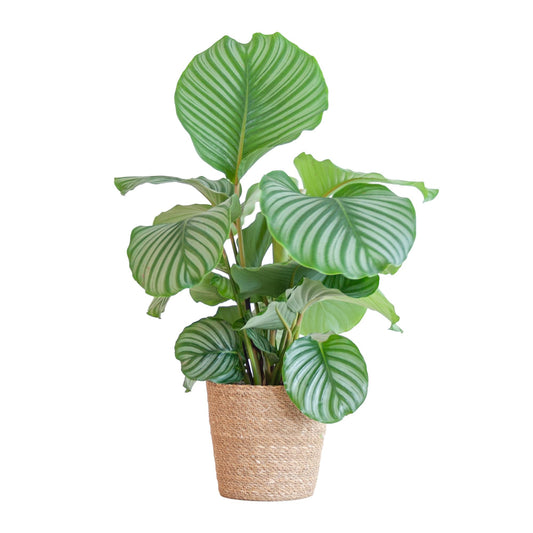 Calathea Orbifolia mit Sofia-Korb natur  - 65cm - Ø21