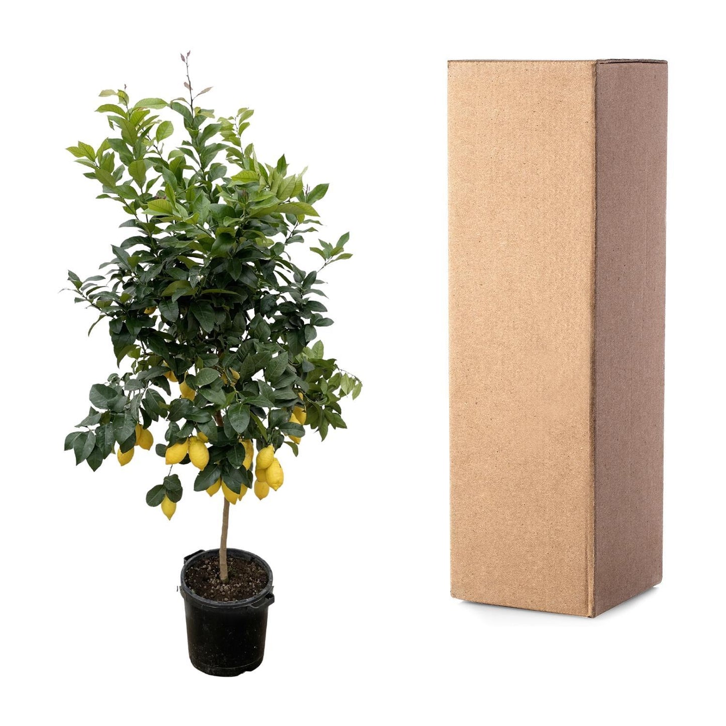 Zitronenbaum - Citrus Lemon - 200 cm - Ø40 cm | Majestätischer Zitrusbaum für Frischen Genuss