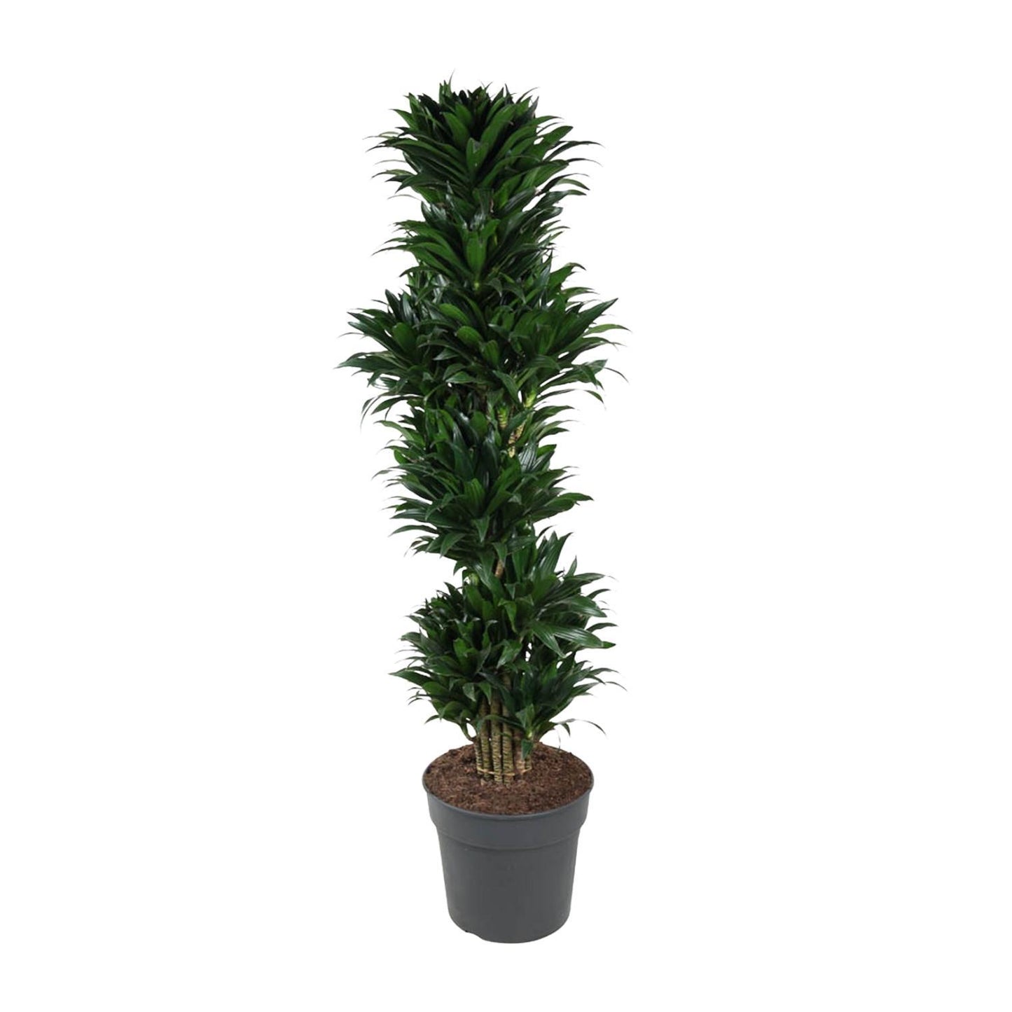 Dracaena Compacta vertakt - 170 cm - ø34