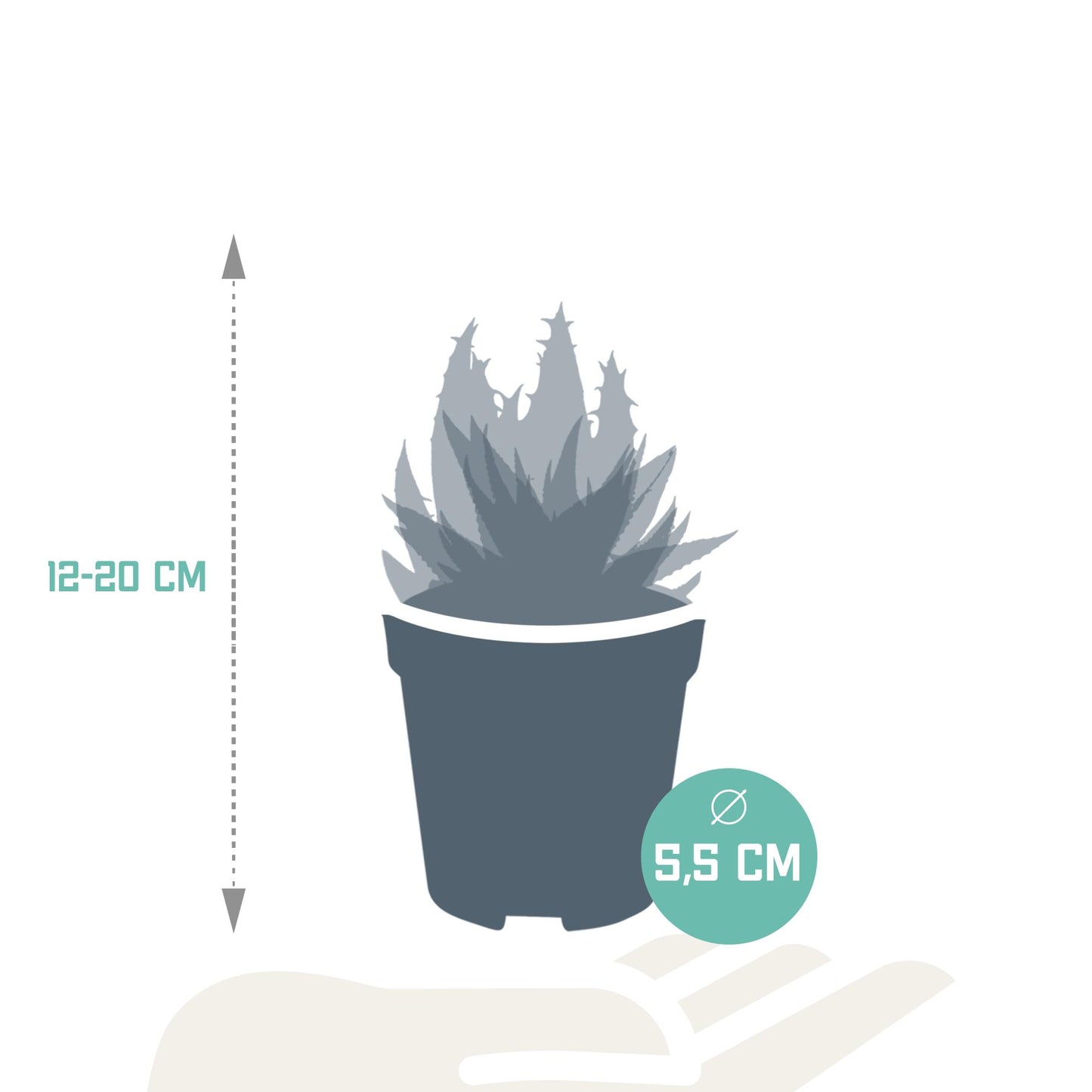 Gasteria/Haworthia Mix: Set mit 5 Mini-Sukkulenten im 5,5cm