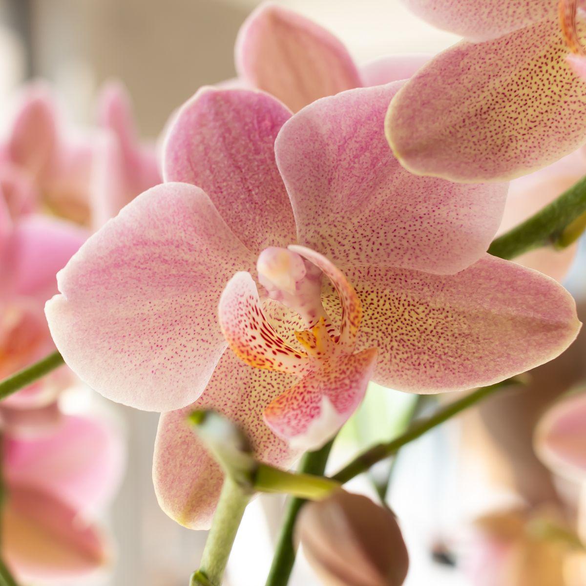 Altrosa Phalaenopsis Orchidee - Jewel Treviso - Topfgröße Ø12cm | blühende Zimmerpflanze - frisch vom Züchter