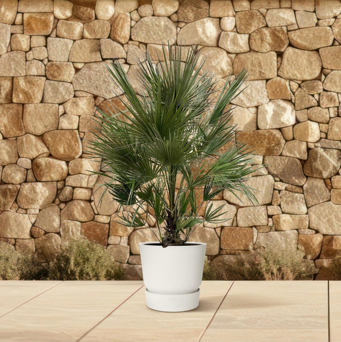 Chamaerops Humilis Strauch - 200 cm - Ø40 cm | Majestätische Zwergpalme für Exotisches Ambiente