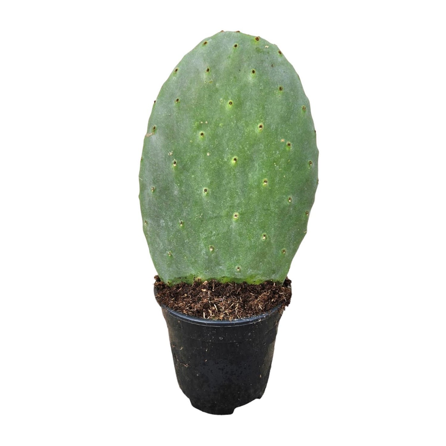 Kaktus Opuntia - 40 cm - Ø17cm