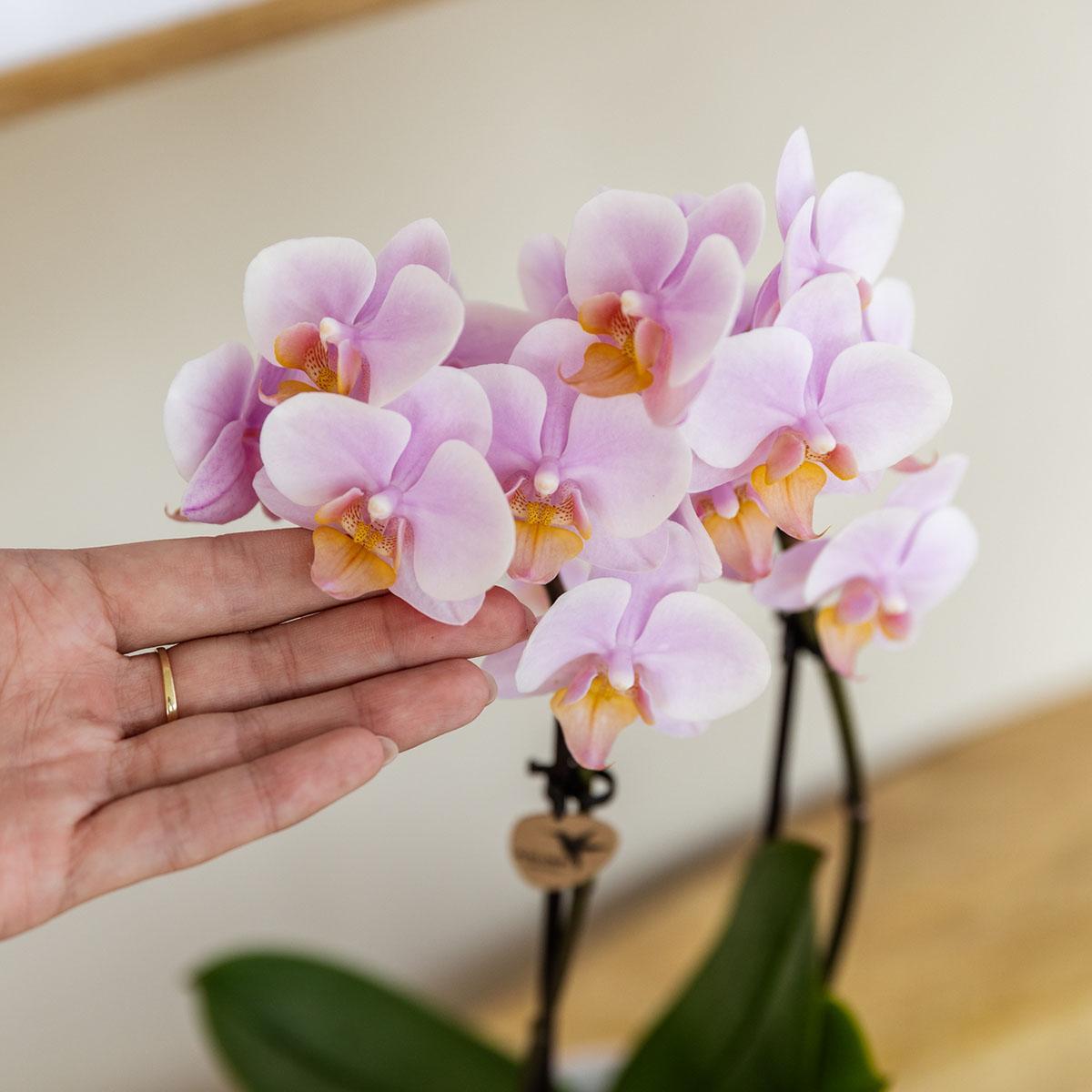 Kolibri Orchids | Geschenkset Mediterranean Sunset Klein | Grüne Pflanze mit Rosa Phalaenopsis Orchidee Andorra in Painted Stripe Zierpflanzentöpfen auf Weißem Organischen Tablett