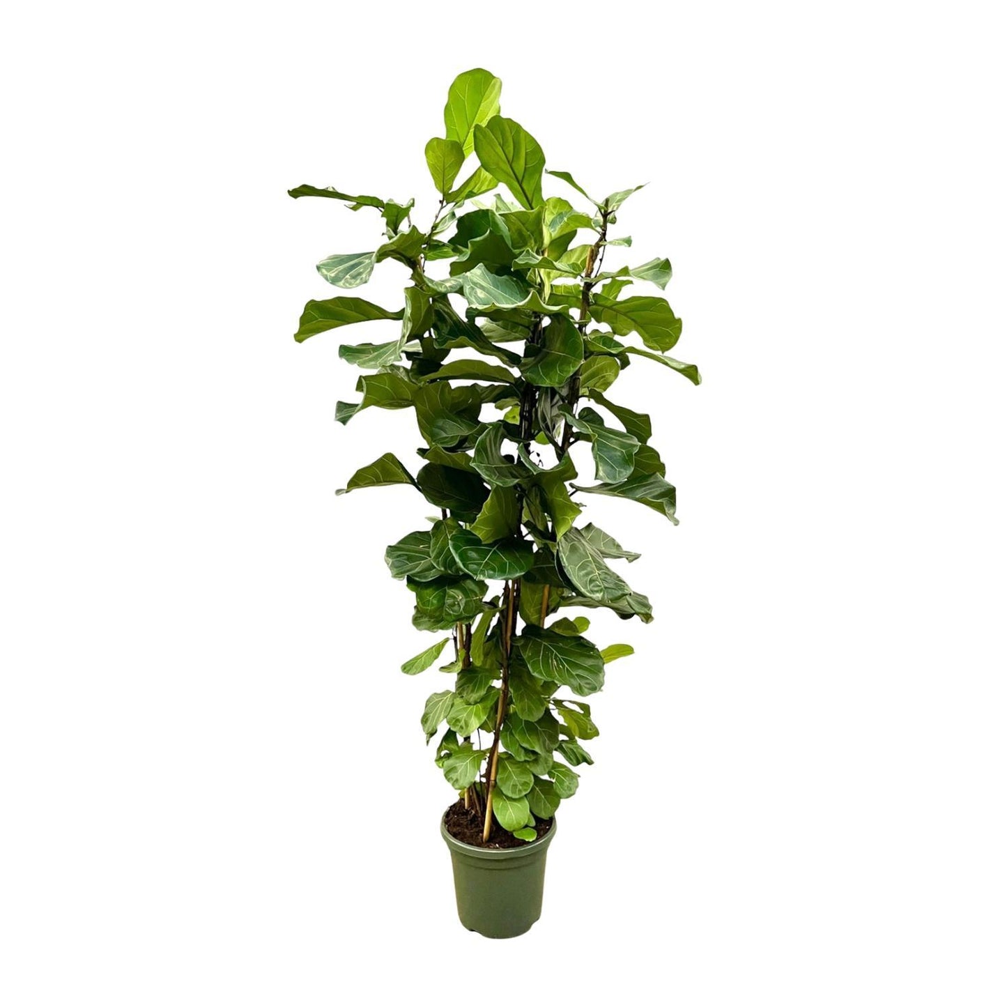 Ficus Lyrata struik XL - 200cm - ø40