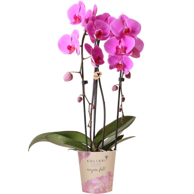 Kolibri Orchids | rosa Phalaenopsis Orchidee - Niagara Fall - Topfgröße Ø12cm | blühende Zimmerpflanze - frisch vom Züchter