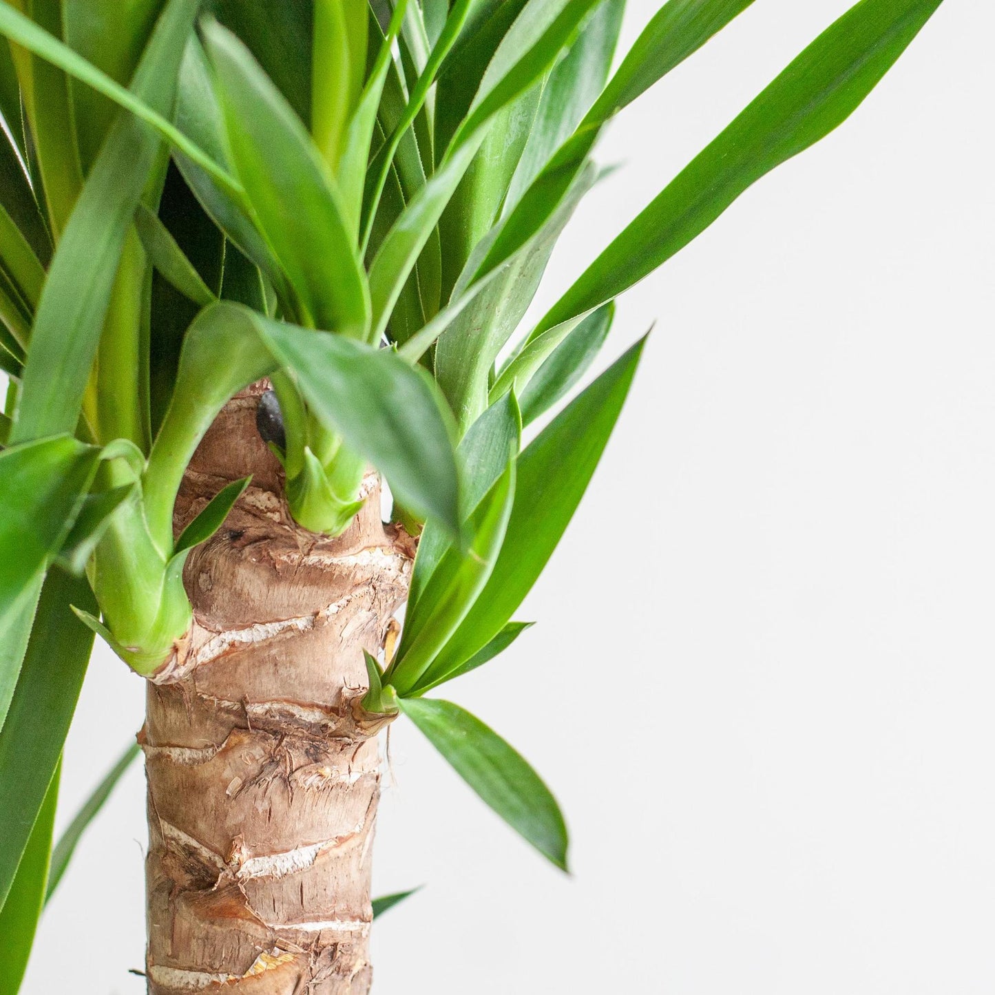 Dracaena  Janet Lindt mit Viber Weiß - 95cm - Ø21