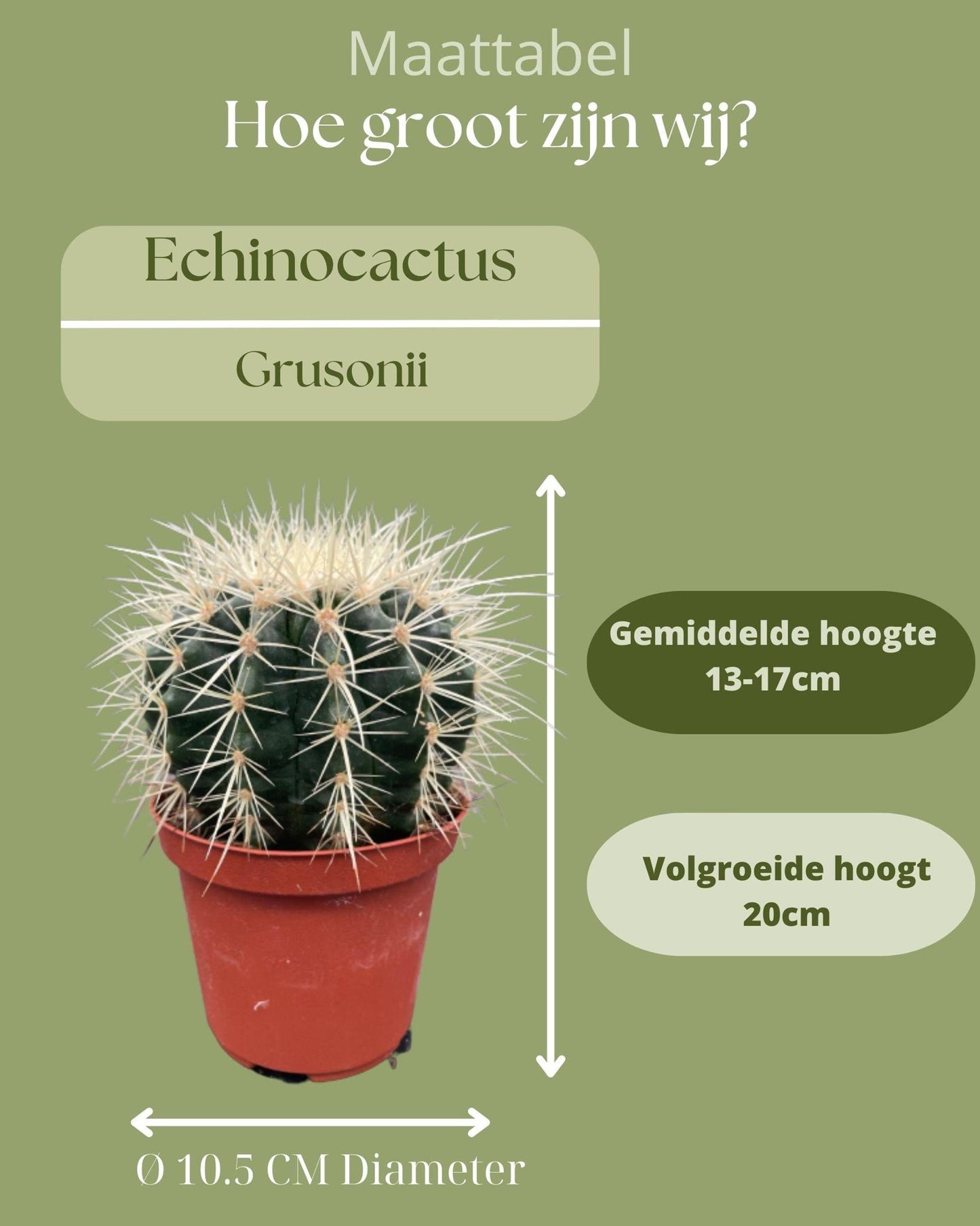 Cactus- Echiocactus Grusonii- 24cmØ- 23-28cm hoog - Normal - Ø10.5 cm - 3x - ↕13 - 17 cm