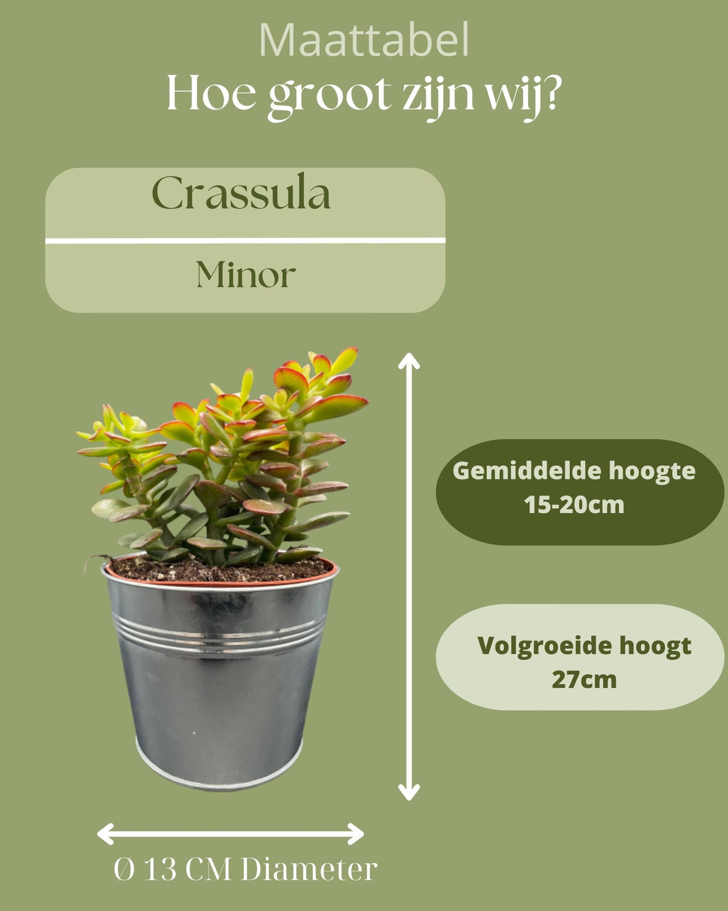 Succulenten- Crassula Minor - 12cmØ- 15-20cm Groß - (3 Stück) - Zinc - Ø13 cm