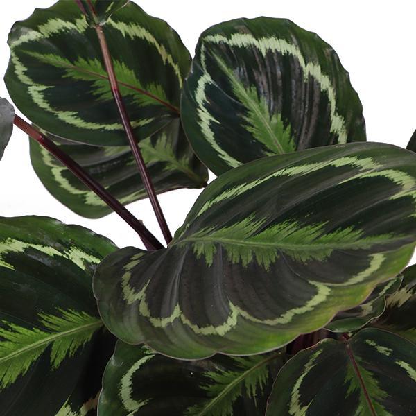 Calathea Medaillon Ø21cm - ↕70cm in Albury BLACK print Korb