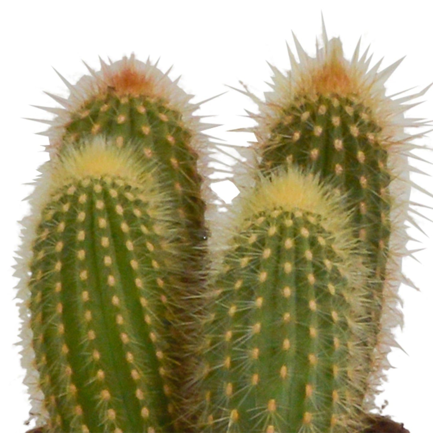 Cereus-Mischung 10,5 cm - 3x - im Terracotta Topf