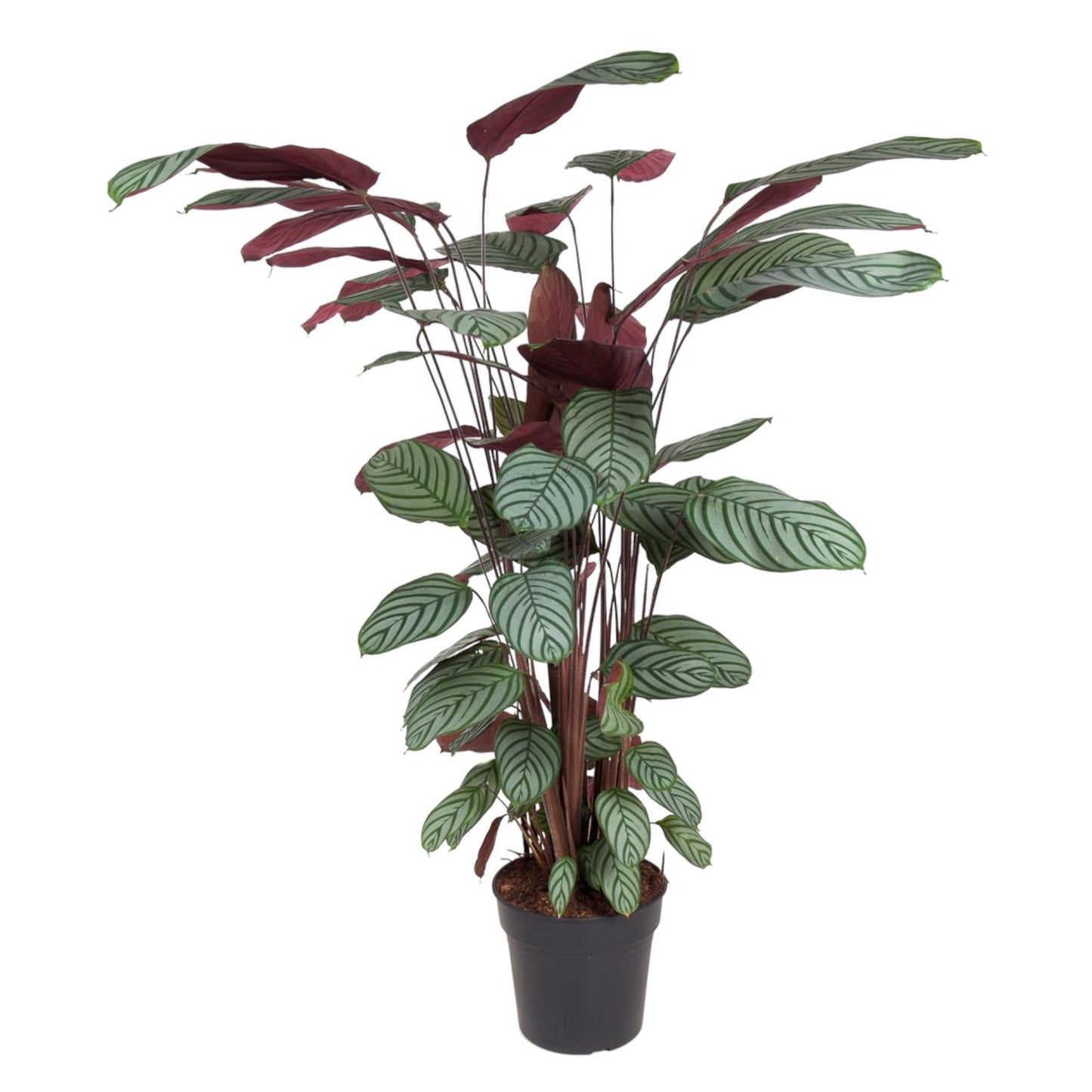 Calathea Oppenheimiana - 140 cm - Ø27 cm | Majestätische Zimmerpflanze mit Prächtigem Blattwerk