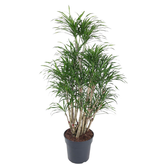 Dracaena Anita vertakt - 140 cm - ø31