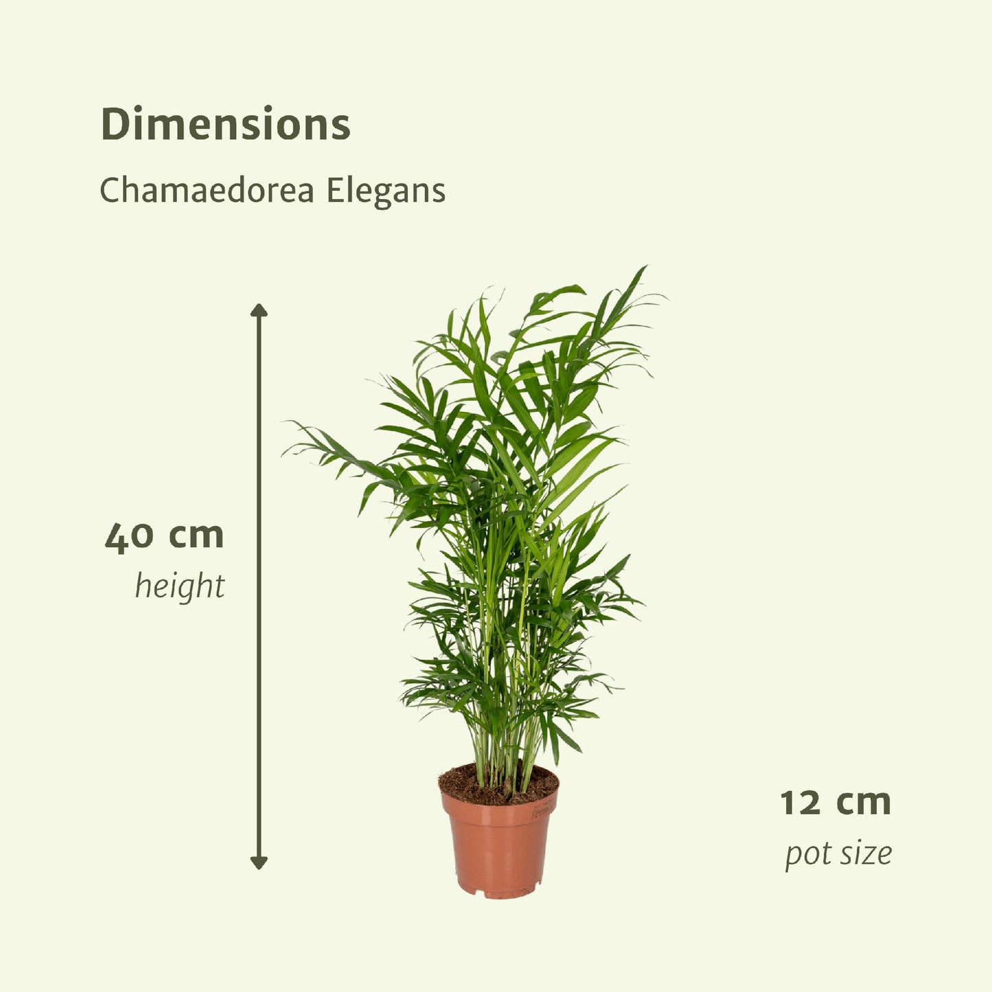 Chamaedorea Elegans (Mexikanische Bergpalme) - Set aus 2 Stück - 40 cm hoch - Topfgröße Ø12 cm - Pflegeleichte Zimmerpflanzen