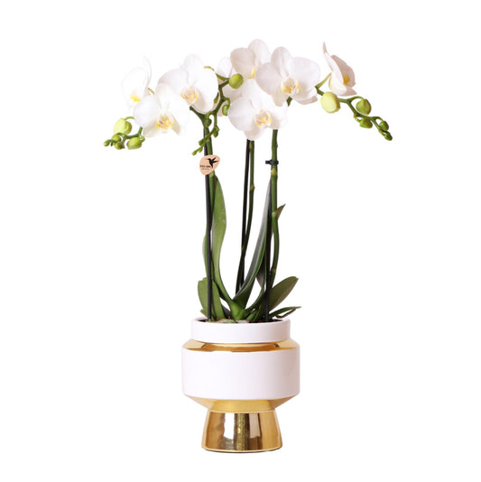 Weiße Phalaenopsis Orchidee - Amabilis + Le Chic dekorativer Topf gold - Topfgröße Ø9cm - 40cm hoch | blühende Zimmerpflanze im Blumentopf - frisch vom Züchter