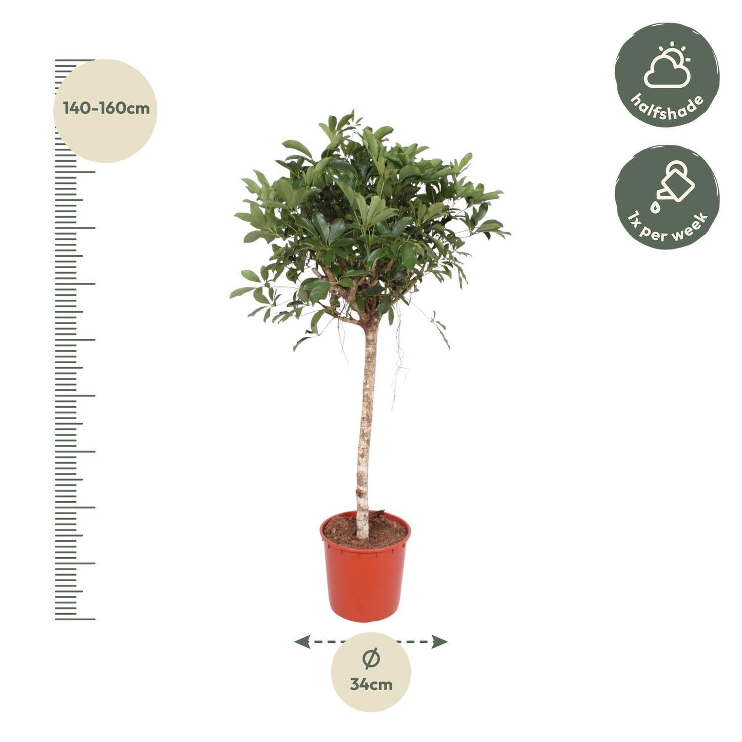 Schefflera Arboricola Compacta boom - 150 cm - ø34