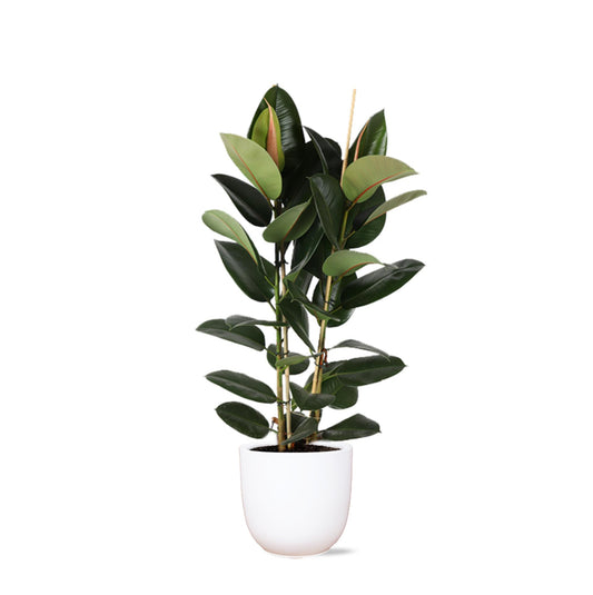 Ficus Elastica Robusta Ø24cm - ↕110cm in Boule WIT pot