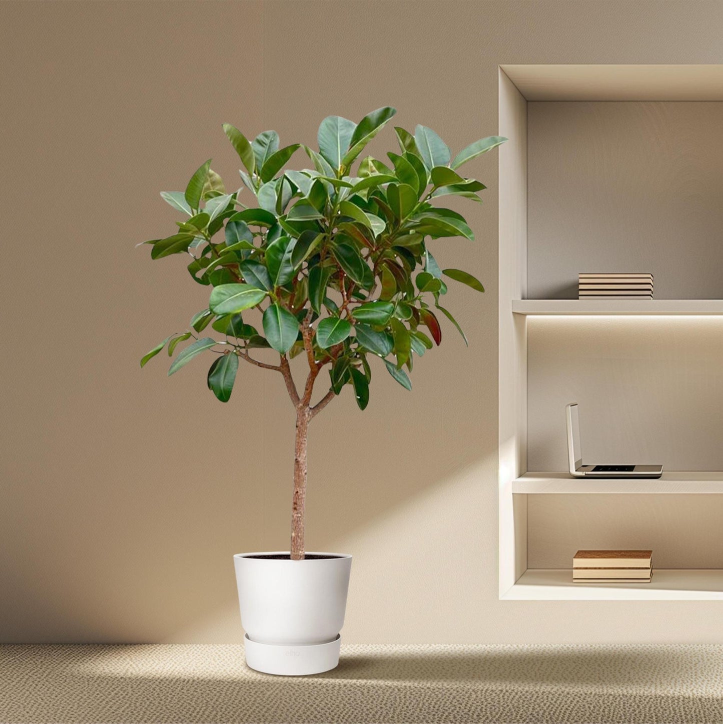 Ficus Elastica Robusta am Stamm - 210cm - ø40