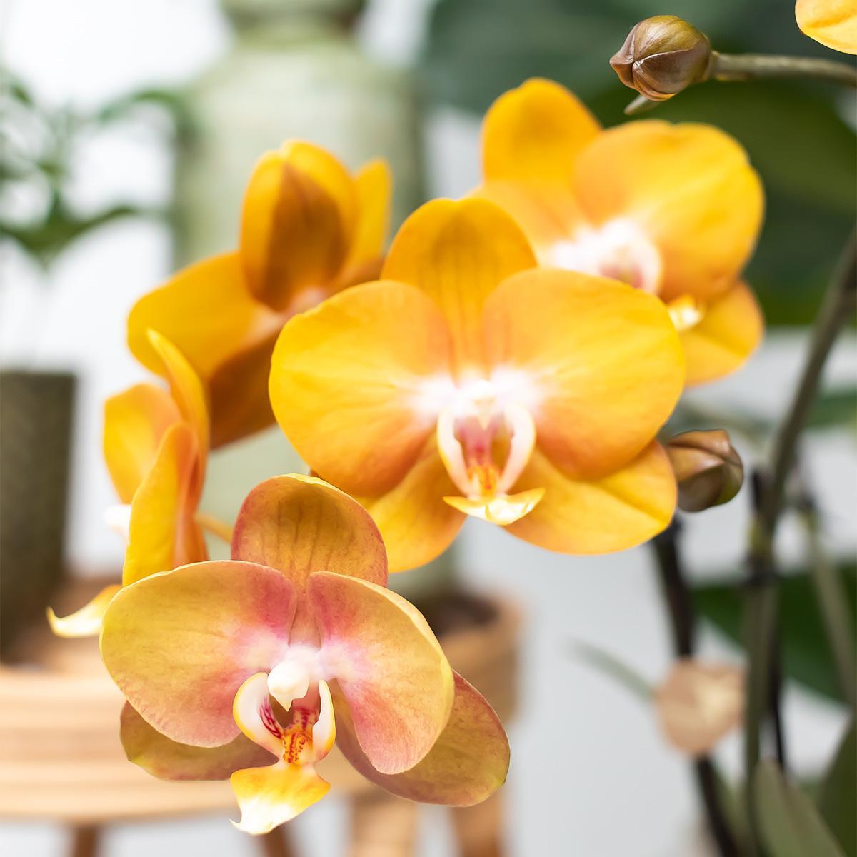 Kolibri Orchids | Orange Phalaenopsis-Orchidee Las Vegas im cognacfarbenen glasierten Topf - Topfgröße Ø12cm