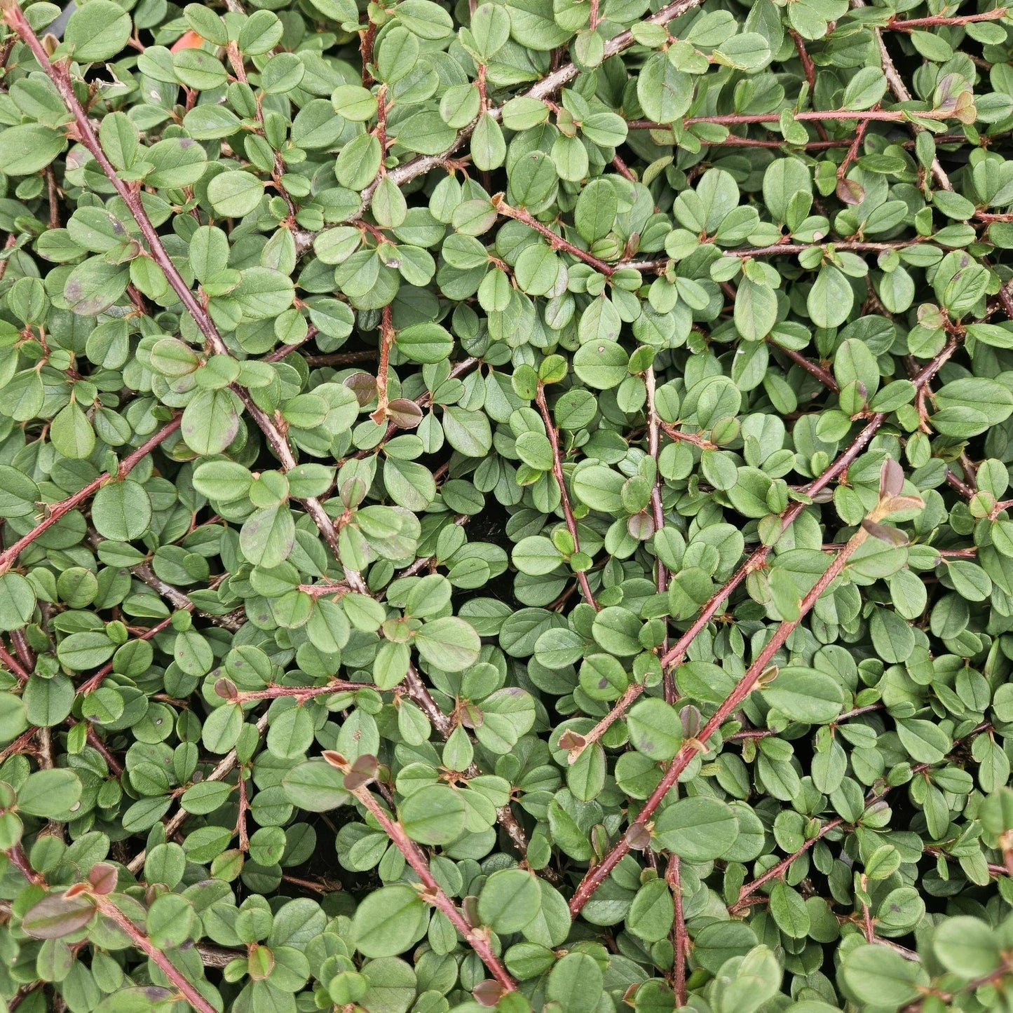 Cotoneaster pr. 'Queen of Carpets' - ↕25cm - Ø9cm - 12x