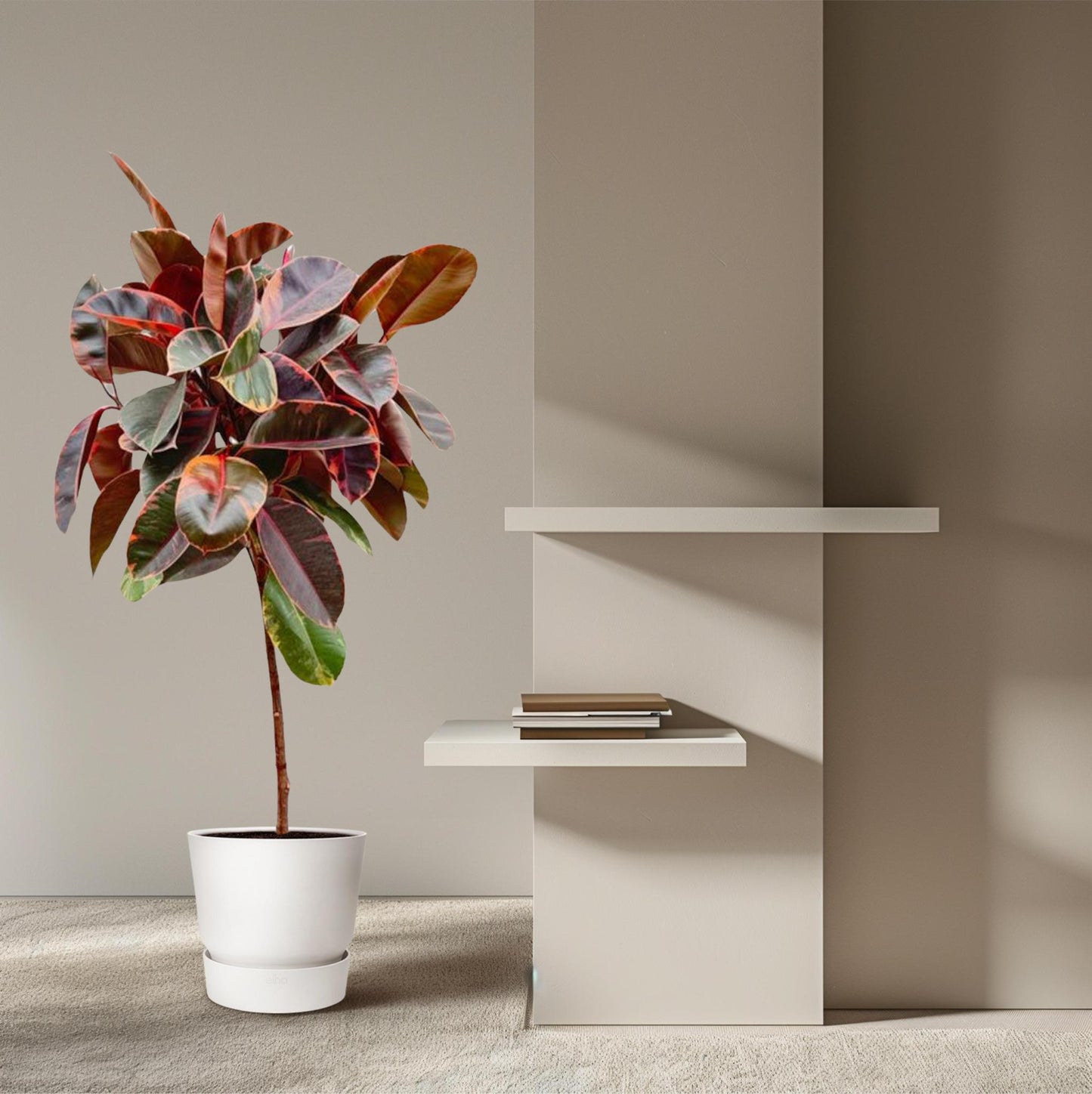 Ficus Elastica Belize am Stamm - 130cm - ø24