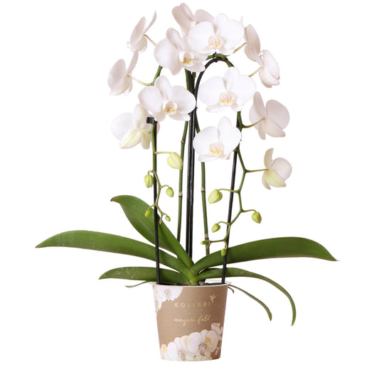 Weiße Phalaenopsis-Orchidee - Niagara Fall - Topfgröße Ø12cm | blühende Zimmerpflanze - frisch vom Züchter