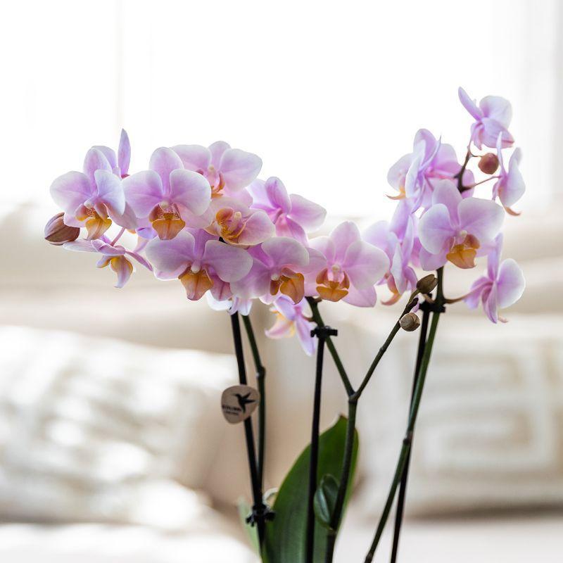 Komplettes Pflanzenset Romantik | Grünpflanzen mit rosa Phalaenopsis-Orchidee inkl. Keramik-Ziertöpfe und Zubehör