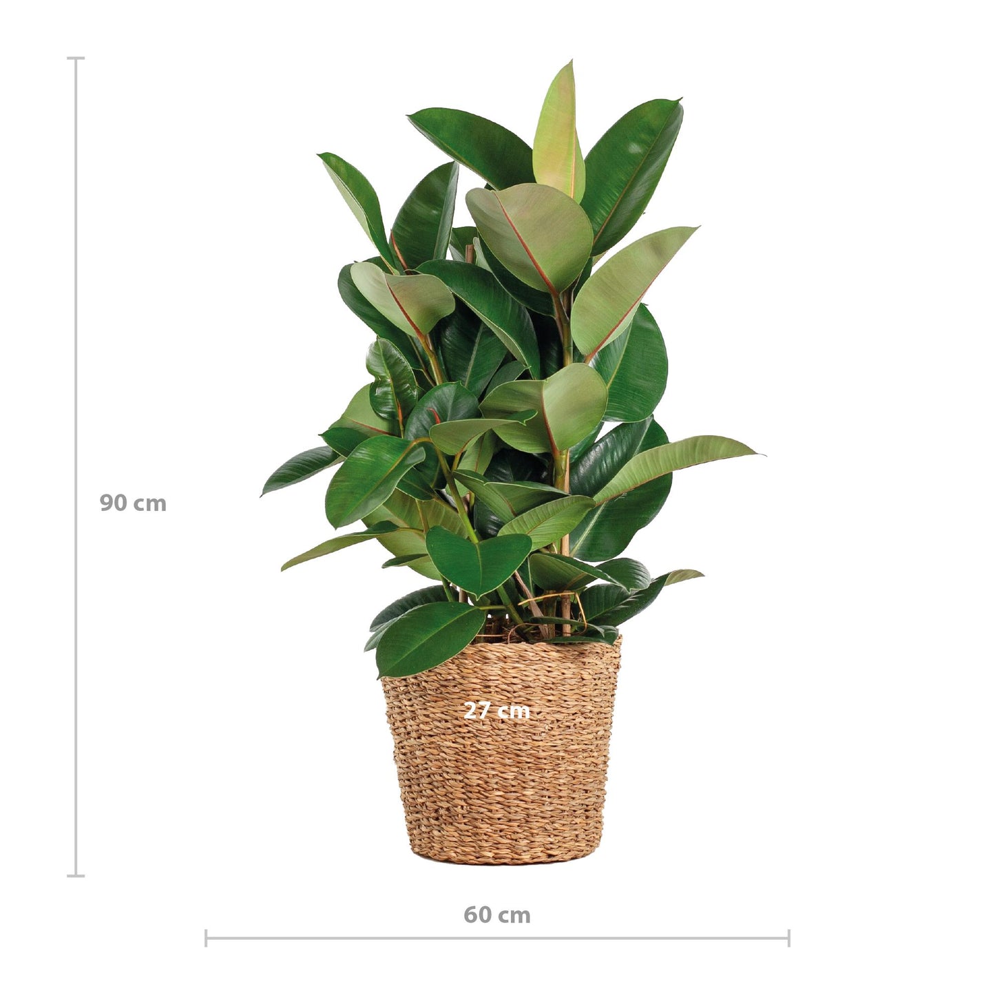 Ficus Elastica Robusta XL mit Korb Torun - 90cm - Ø27