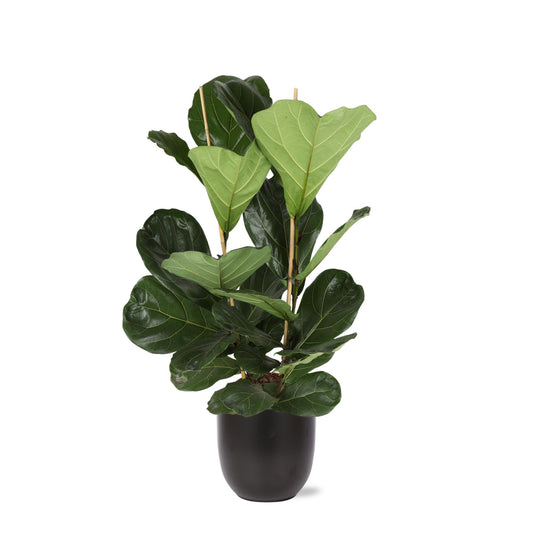 Ficus Lyrata - Ø24cm - ↕120cm in Boule ANTRACIET pot