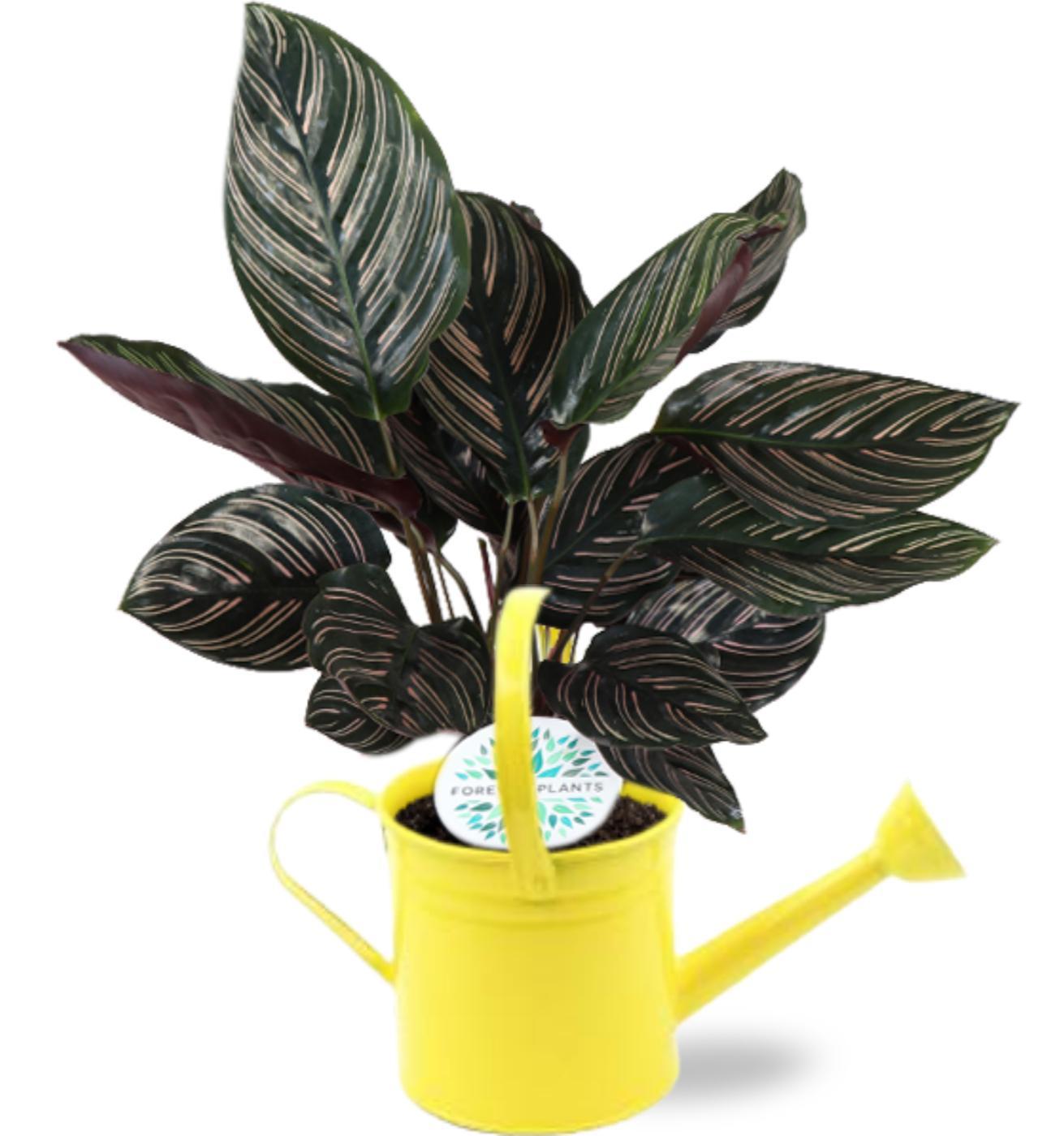 Calathea Ornata - Ø14cm - ↕50cm +  Gieter D14,5x14,5cm - Gelber Gießkanne